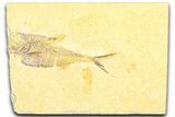 Bargain, Fossil Fish (Diplomystus) - Wyoming #360738-1